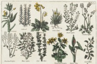herbes